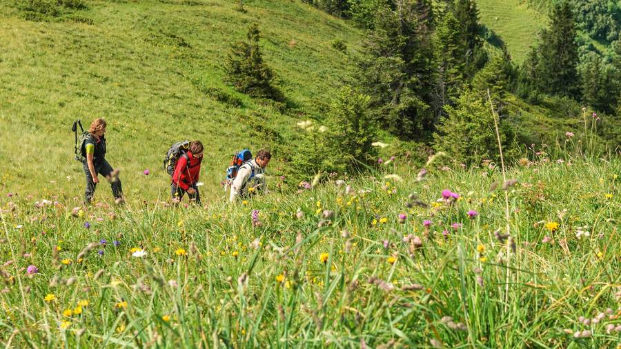 randonneurs et leur guide dans les alpages